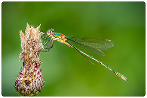 Insekter